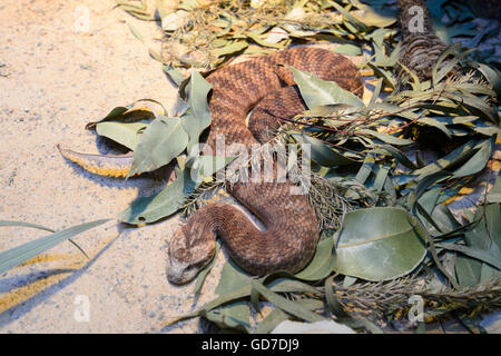Death Adder commun (Acanthophis antarcticus) Banque D'Images