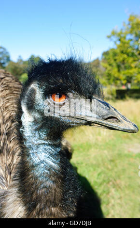 L'UEM (Dromaius novaehollandiae), l'Australie Banque D'Images