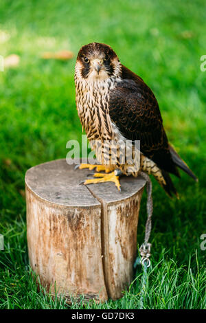 Le Faucon pèlerin (Falco peregrinus), également connu sous le nom de Faucon, et historiquement comme le canard Hawk en Amérique du Nord, est une femme Banque D'Images