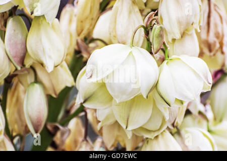 Arrière-plan de Hesperoyucca whipplei fleurs. Chaparral le yucca, la bougie, l'espagnol, baïonnette Quichotte yucca. Banque D'Images