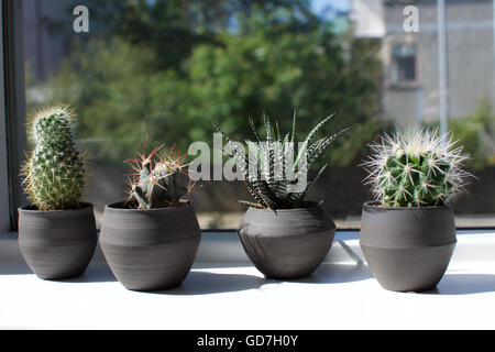 Plantes Succulentes en appui de fenêtre Banque D'Images