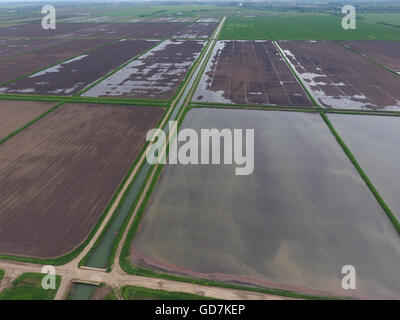 Les rizières inondées. Les méthodes agronomiques de la culture du riz dans les champs. L'inondation des champs avec l'eau de riz semé. Voir f Banque D'Images