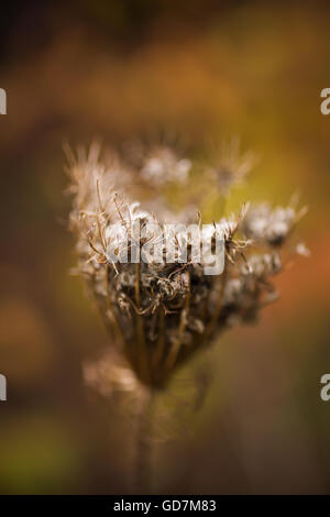 Graines d'automne de la sauvagette Queen Anne's lace avec une faible profondeur de champ. Banque D'Images