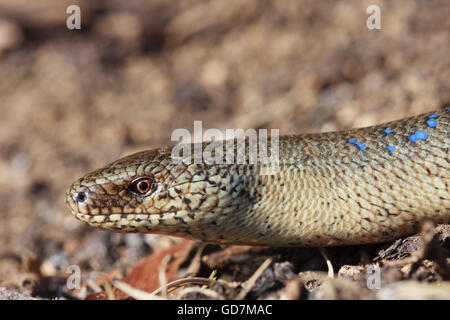 Anguis fragilis ver lent Banque D'Images