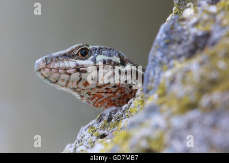 Podarcis muralis, lézard des murailles Banque D'Images