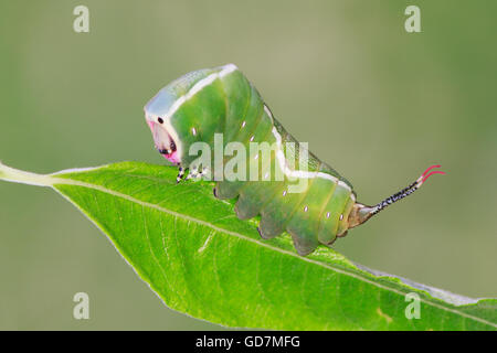 Puss moth Cerura vinula caterpillar en congé montrant antennes rouge Banque D'Images