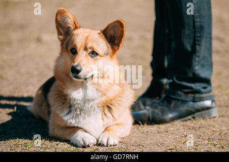 Funny Welsh Corgi chien s'asseoir à l'extérieur. Le Welsh Corgi est un petit élevage de chien qui est originaire du pays de Galles. Banque D'Images