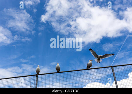 Mouettes sur clôture,plage, oiseaux, chaîne, nuage, ciel nuageux, jour, profondeur, pieds, clôture, champ, focus, brouillard, gris, groupe, Gull, intelligen Banque D'Images