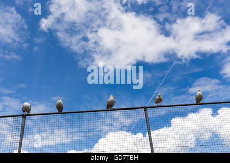 Mouettes sur cinq clôture,plage, oiseaux, chaîne, nuage, ciel nuageux, jour, profondeur, pieds, clôture, champ, focus, brouillard, gris, groupe, Gull, intell Banque D'Images