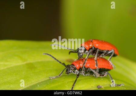 Le cardinal beetle (pyrochroa coccinea) sur une feuille l'accouplement Banque D'Images