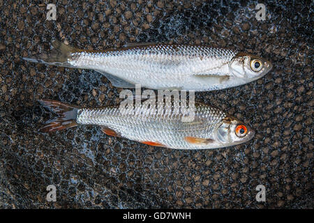 Les poissons d'eau douce qui vient d'être prise à partir de l'eau. Plusieurs poissons sombre, Roach sur le fond naturel. La capture de poissons - common roach Banque D'Images