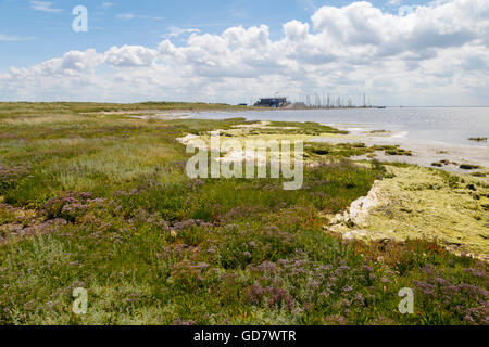 Les marais salés avec Limonium vulgare le long de la mer des Wadden, sur l'île de Schiermonnikoog, Frise, Pays-Bas. Banque D'Images