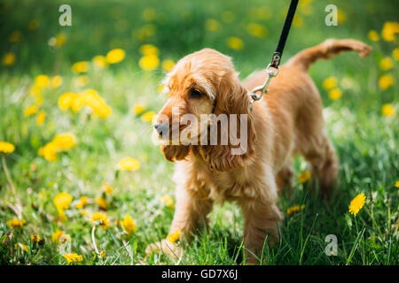 Funny Red Cocker Anglais chien dans l'herbe verte en Plein Air Parc Banque D'Images