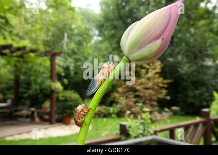 Les cigales et le lotus Banque D'Images