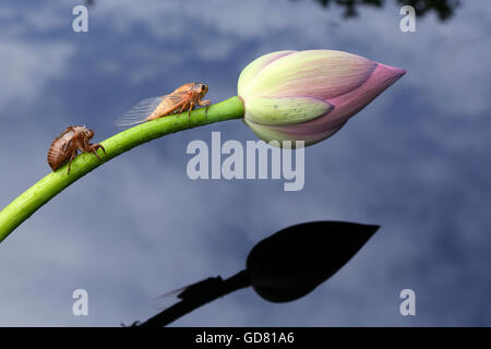 Les cigales et le lotus Banque D'Images