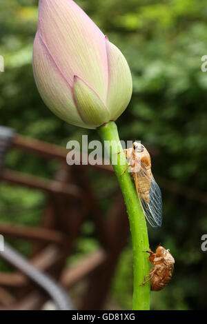 Les cigales et le lotus Banque D'Images