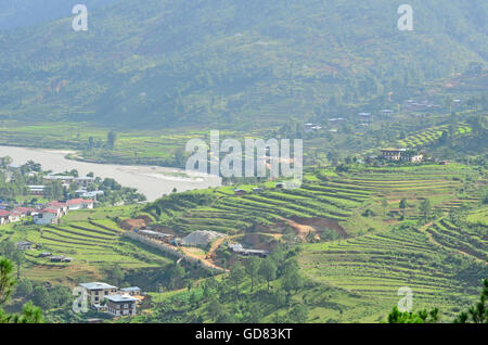 Vue imprenable sur les rizières en terrasses à Punakha, Bhoutan Banque D'Images
