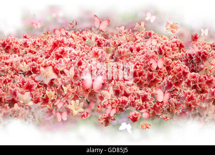 Bush de rhododendron dispersés reproductibles avec des fleurs de même couleur rose, papillons volant, doucement en blanc. Banque D'Images