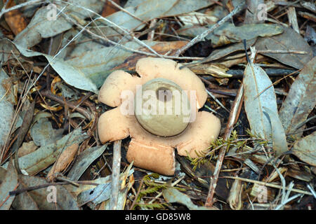 Un collier émetteur australien earthstar Gaestrum champignon (triplex) poussant sur le sol de la forêt Banque D'Images