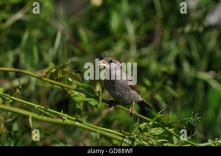 Young House Sparrow Passer domesticus Banque D'Images