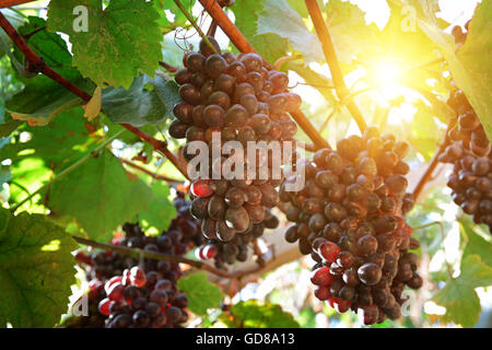 Raisins mûrs au soleil Banque D'Images