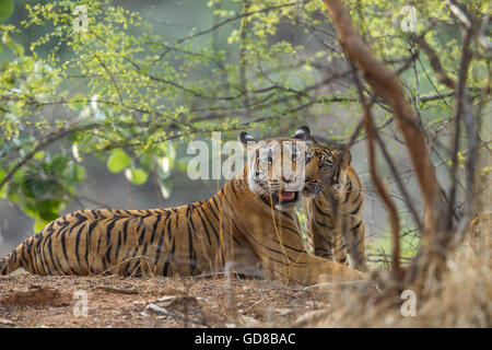 Tigresse du Bengale à côté de la famille des arbres à Ranthambhore Forest, de l'Inde. ( Panthera tigris ) Banque D'Images