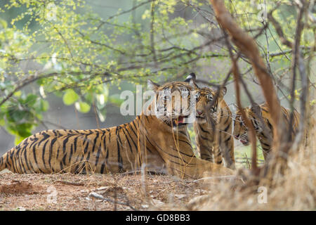 Tigresse du Bengale à côté du regard de la famille des arbres à Ranthambhore Forest, de l'Inde. ( Panthera tigris ) Banque D'Images