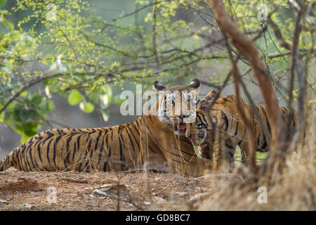 Tigresse du Bengale à côté du regard de la famille des arbres à Ranthambhore Forest, de l'Inde. ( Panthera tigris ) Banque D'Images