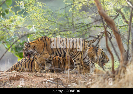 Tigresse du Bengale à côté de la famille des arbres à Ranthambhore Forest, de l'Inde. ( Panthera tigris ) Banque D'Images