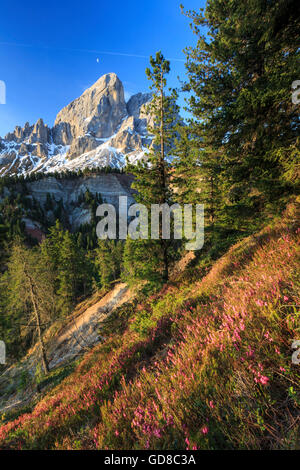 Sass de Putia en arrière-plan enrichi par des bois colorés Passo delle Erbe Puez Odle Tyrol du Sud Dolomites Italie Europe Banque D'Images