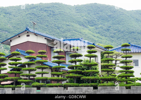 Les arbres bien entretenus à côté de Shikoku au Japon. Banque D'Images