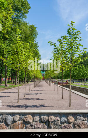 Les arbres nouvellement plantés Banque D'Images