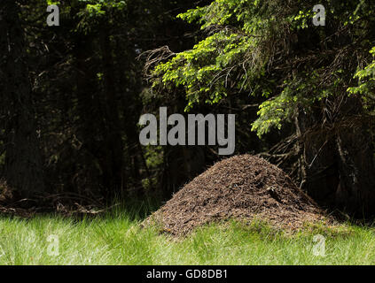 Gros tas de fourmis dans la forêt. Banque D'Images