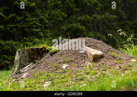 Gros tas de fourmis dans la forêt. Banque D'Images