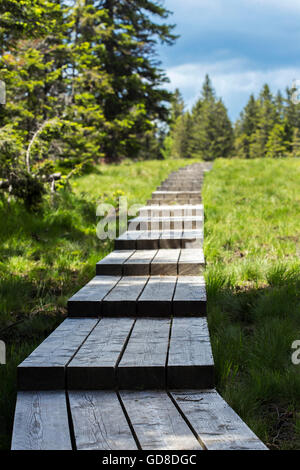 Planche de bois chemin qui mène quelque part dans la nature. Banque D'Images