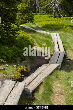 Planche de bois chemin qui mène quelque part dans la nature. Banque D'Images