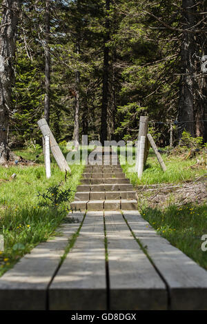 Planche de bois chemin qui mène quelque part dans la nature. Banque D'Images