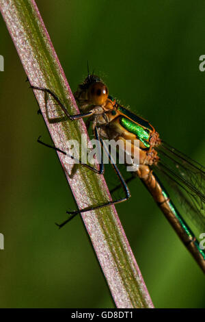 Emerald mâles immatures ou demoiselle Lestes sponsa Common Spreadwing -. Image prise au réservoir Wilstone, Hertfordshire, Royaume-Uni Banque D'Images