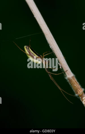 Tetragnatha extensa, cette araignée commune a été trouvé à réservoir Wilstone, Hertfordshire, Royaume-Uni Banque D'Images