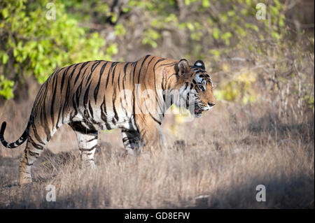 L'image du B2, mâle tigre du Bengale (Panthera tigris ) a été prise dans le parc national de Bandavgarh, Inde Banque D'Images