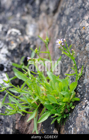 Un Aster tripolium pannonicum (mer) se développe dans une fissure dans une mer vaporisé rock. Islay, Hébrides intérieures, Argyll, Scotland, UK. Banque D'Images