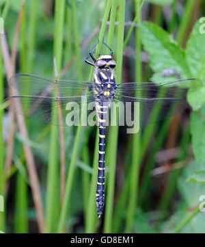 Une femelle golden-ringed Dragonfly (Cordulegaster boltonii). Port an Eilein, Islay, Hébrides intérieures, Argyll, Scotland, UK. 21juin16 Banque D'Images