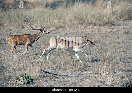 L'image de Spoted ( cerf Axis axis ) sur run a été prise dans le parc national de Bandavgarh, Inde Banque D'Images