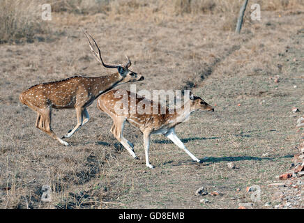 L'image de cerfs communs repèrés ( Axis axis ) sur run a été prise dans le parc national de Bandavgarh, Inde Banque D'Images