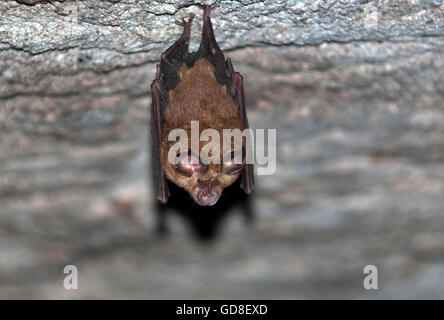 L'image de grand rhinolophe Rhinolophus orientale( )luctus Bandhavgarh parc natioanal, Inde Banque D'Images