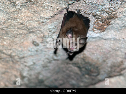 L'image de grand rhinolophe Rhinolophus orientale( )luctus Bandhavgarh parc natioanal, Inde Banque D'Images