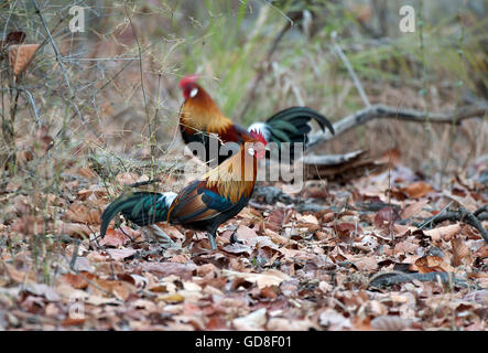 L'image de la Jungle Fowl ( Gallus gallus) a été prise dans le parc national de Bandavgarh, Inde Banque D'Images