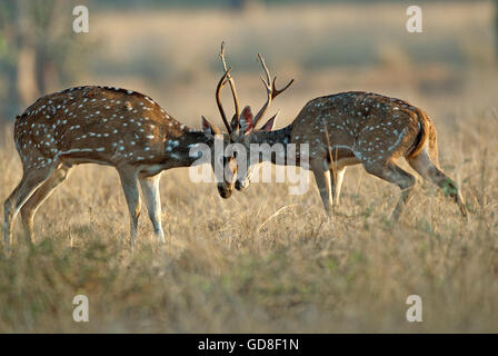 L'image de cerfs communs repèrés ( Axis axis ) lutte , le parc national de Bandavgarh, Inde Banque D'Images