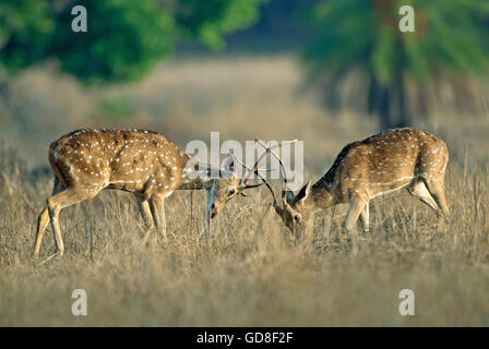 L'image de cerfs communs repèrés ( Axis axis ) lutte , le parc national de Bandavgarh, Inde Banque D'Images