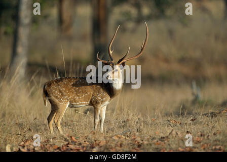 L'image de cerfs communs repèrés ( Axis axis ) a été prise dans le parc national de Bandavgarh, Inde Banque D'Images